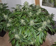 chocmint#3 (2)