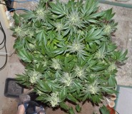 chocmint#4 (1)
