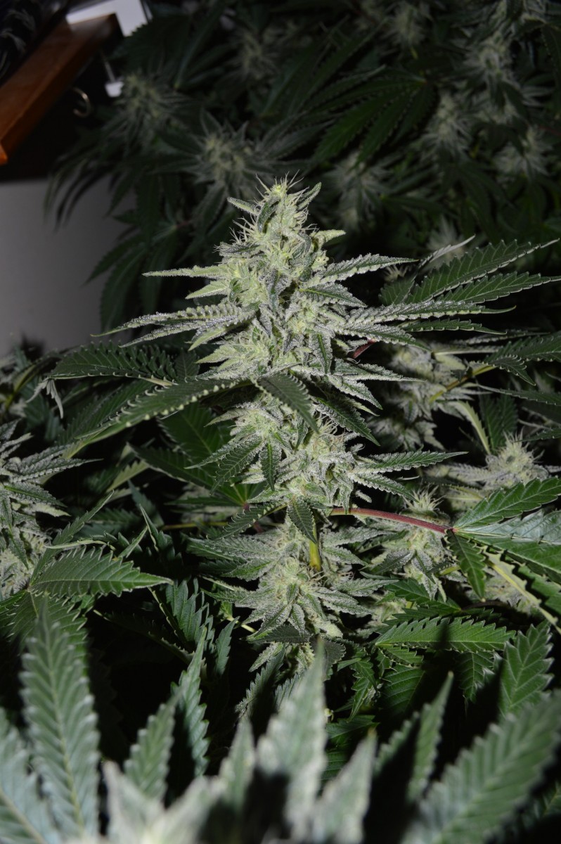 chocmint bud (2)