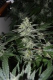 chocmint bud (2)