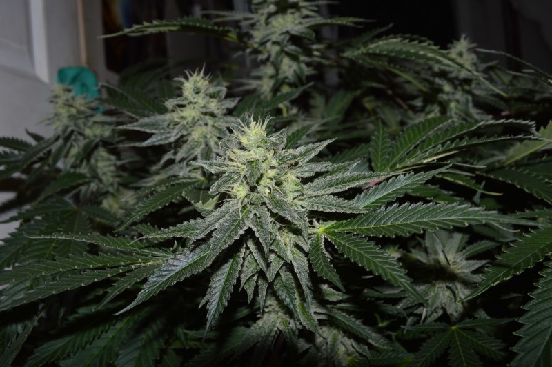 chocmint bud (4)