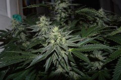 chocmint bud (4)