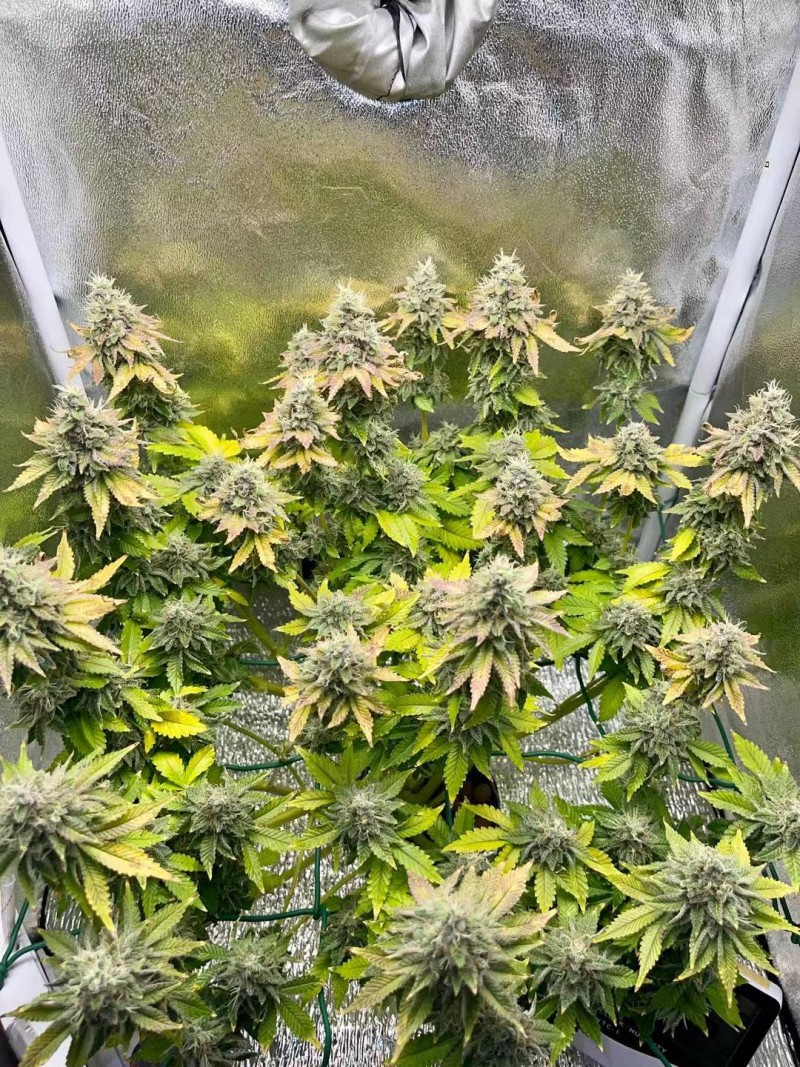 Week 8 Day 4-2