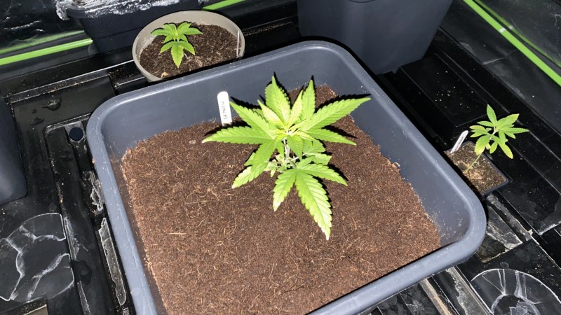 Multi strain update