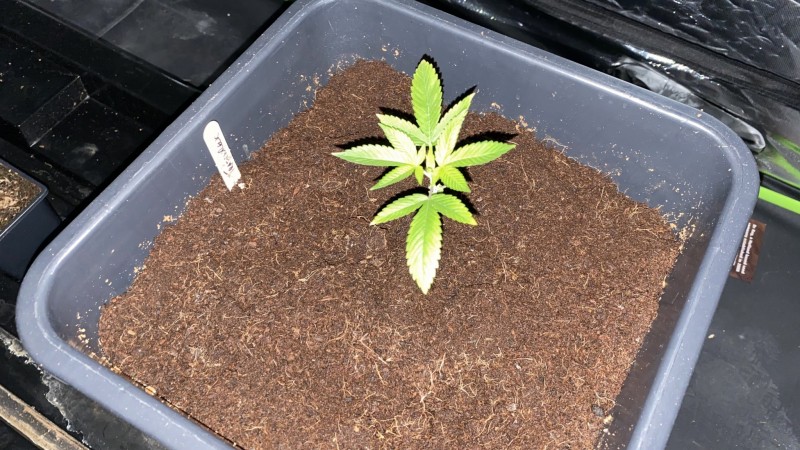 Multi strain update