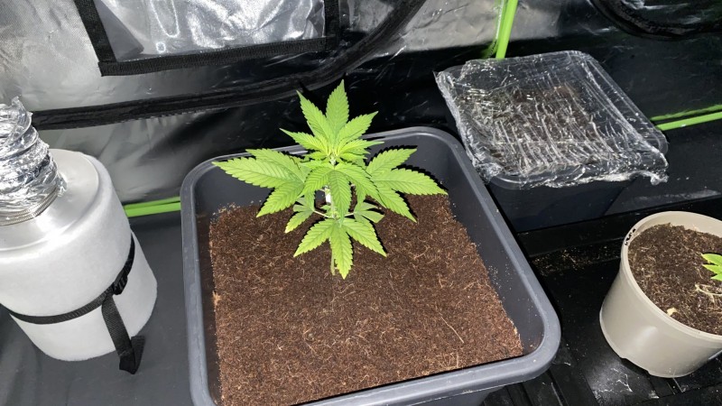 Multi strain update