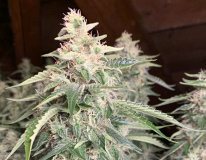 Bud Porn 2021-09-23