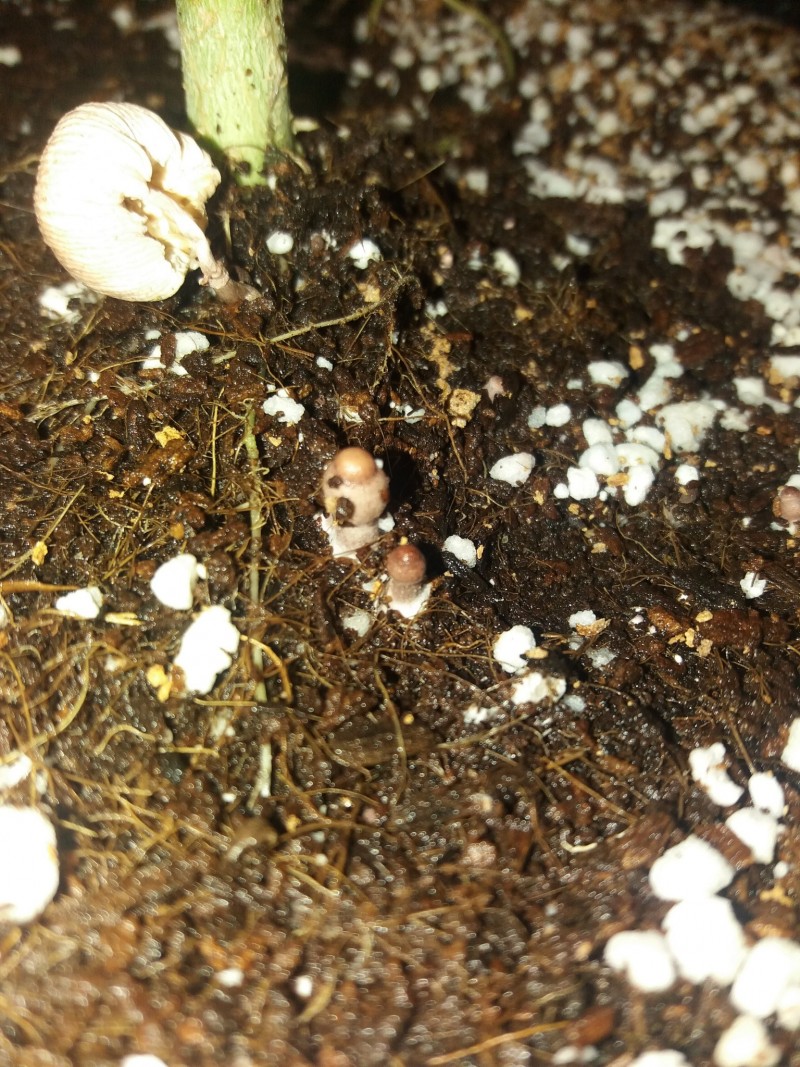 Fungi 2