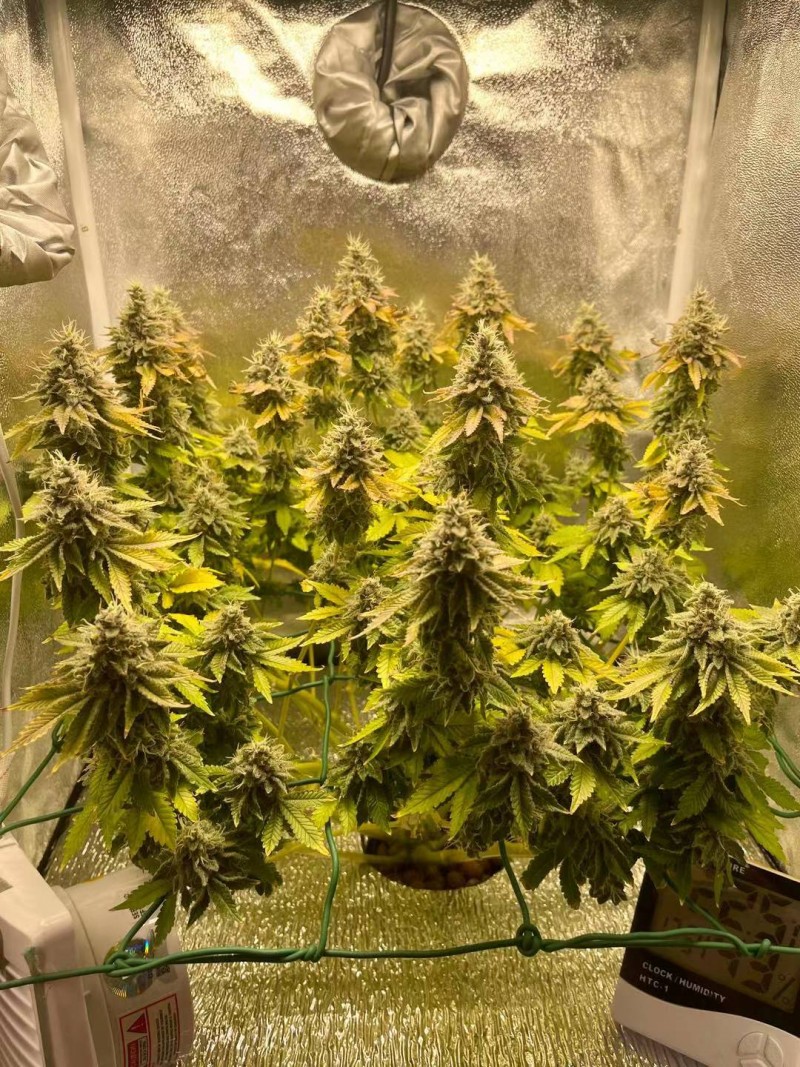 Week 8 Day 5-1