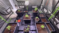 Multi Strain Update