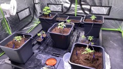 Multi Strain Update
