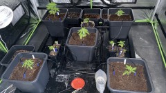 Multi Strain Update