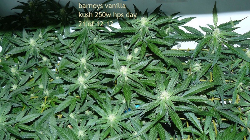 tangie vk cj 25 09 21 30 days tangie 010