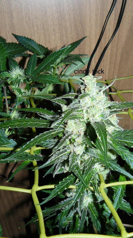 tangie vk cj 25 09 21 30 days tangie 026