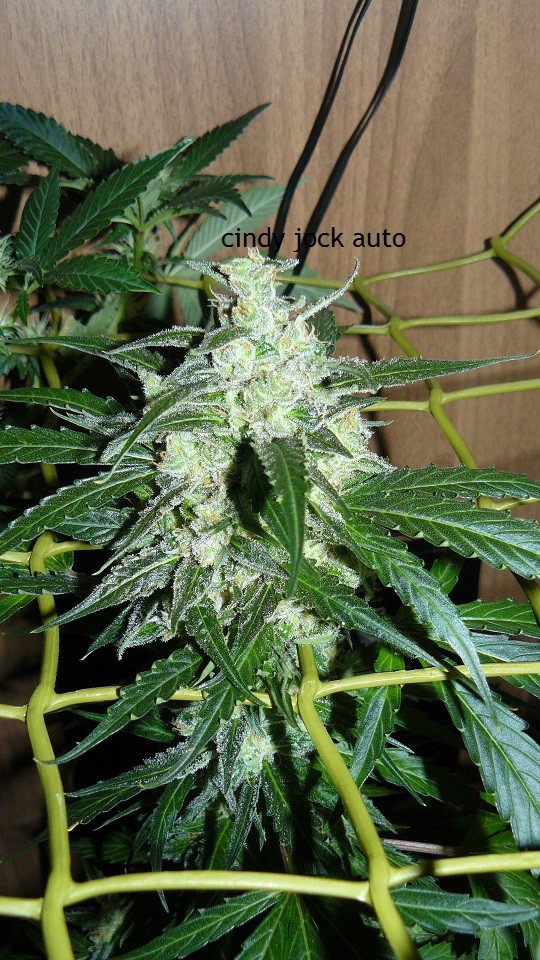 tangie vk cj 25 09 21 30 days tangie 027