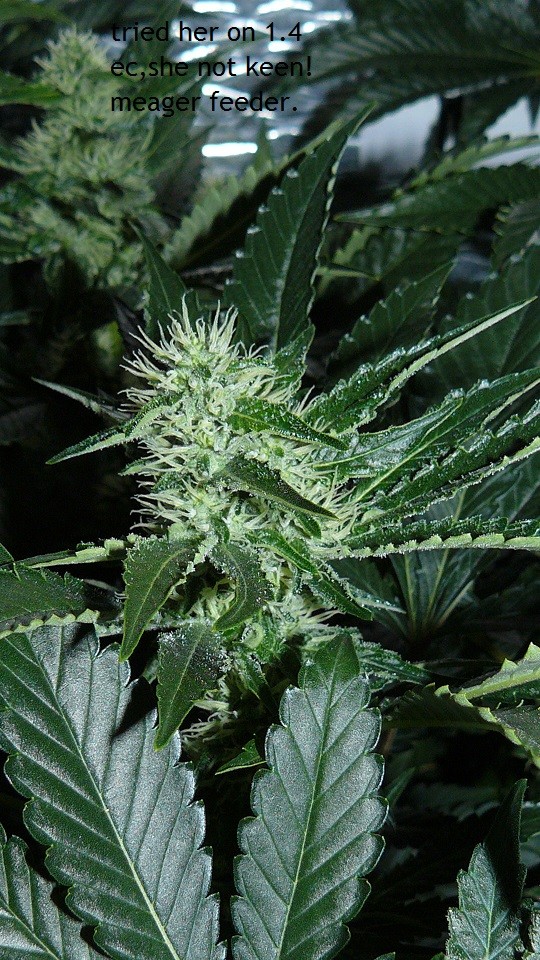 tangie vk cj 25 09 21 30 days tangie 039