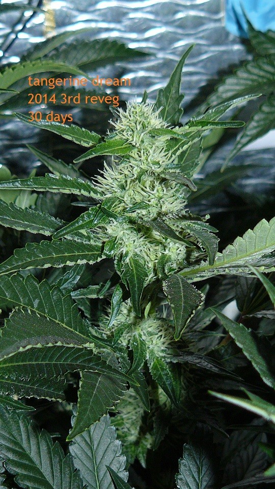 tangie vk cj 25 09 21 30 days tangie 042