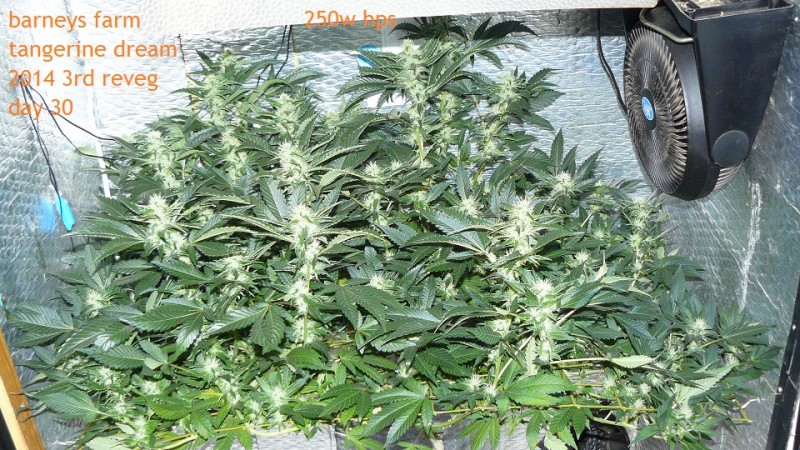 tangie vk cj 25 09 21 30 days tangie 043