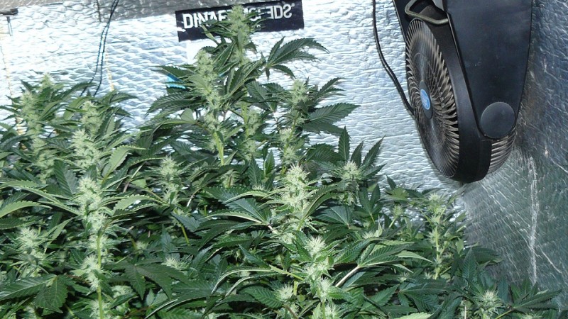 tangie vk cj 25 09 21 30 days tangie 048