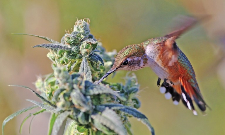 doobieduckwildlifephotographycannabis