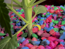 Cotyledons (2012-Apr-24)