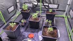 Multi strain