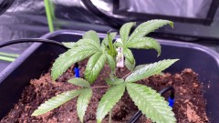 Multi strain
