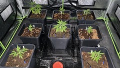 Multi strain