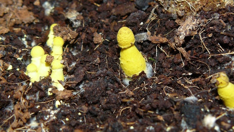 shrooms 006