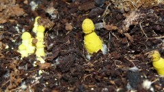 shrooms 006