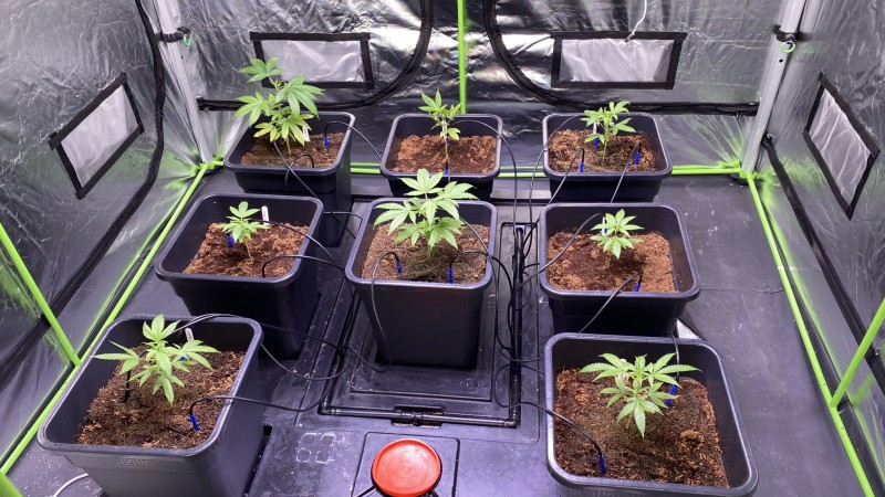 Multi strain