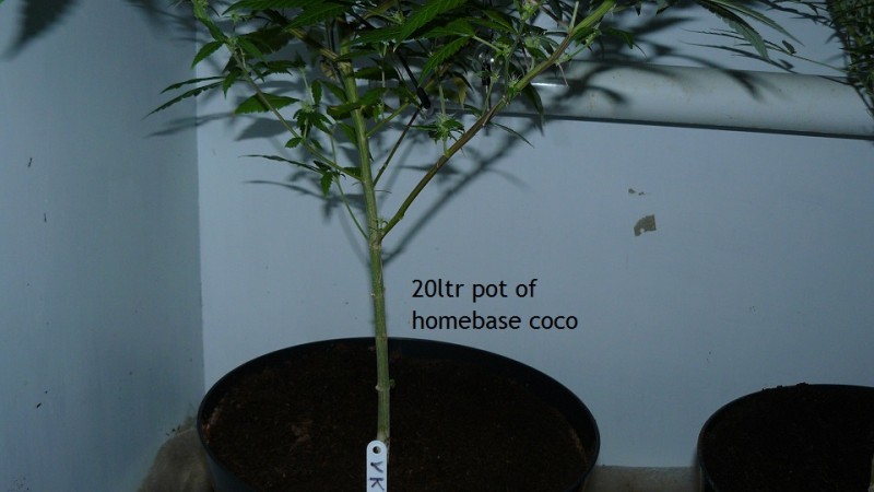 drobes 30 09 21 002