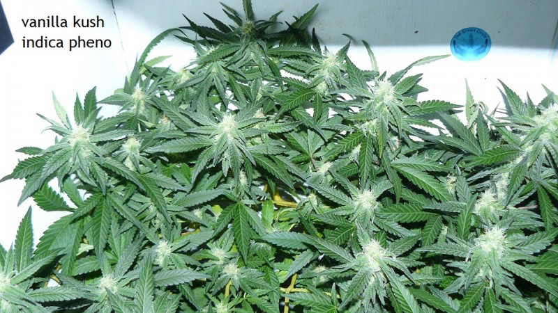 drobes 30 09 21 003