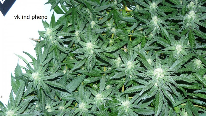 drobes 30 09 21 004