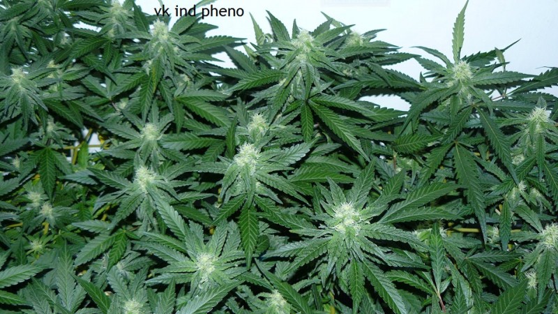 drobes 30 09 21 005