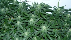 drobes 30 09 21 005