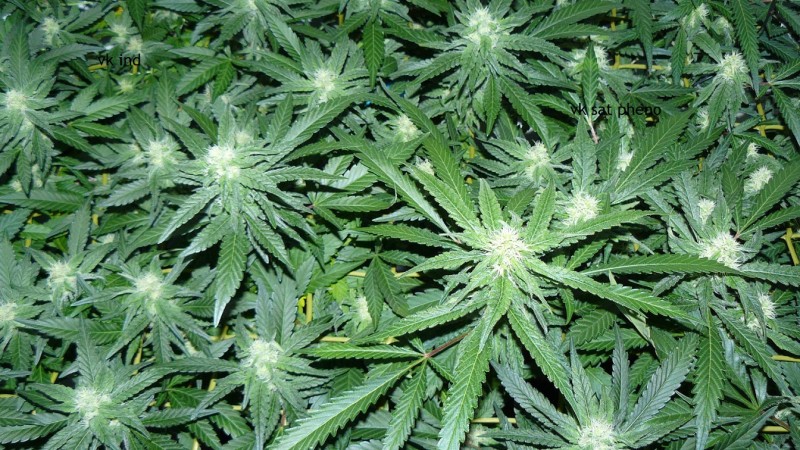 drobes 30 09 21 006