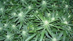drobes 30 09 21 006