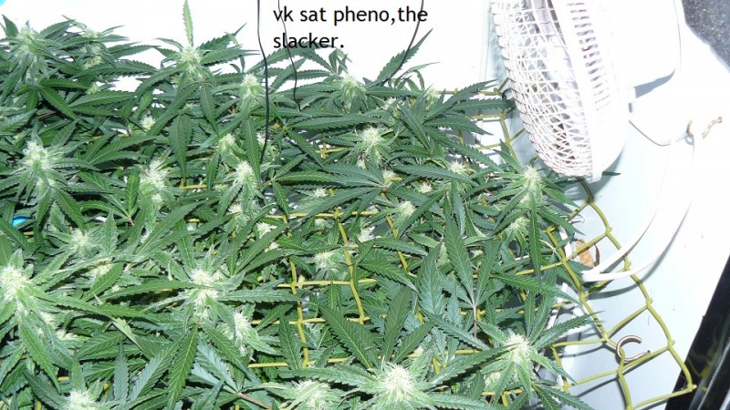 drobes 30 09 21 007