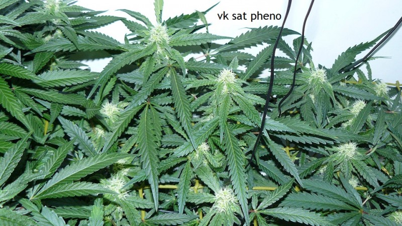drobes 30 09 21 008