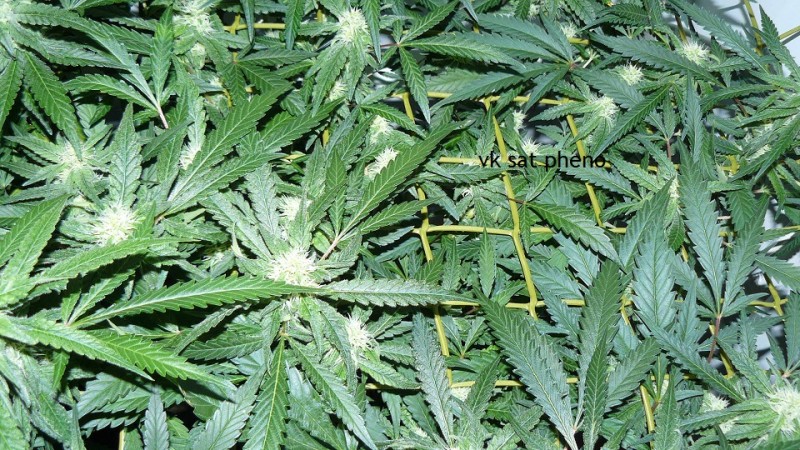 drobes 30 09 21 009