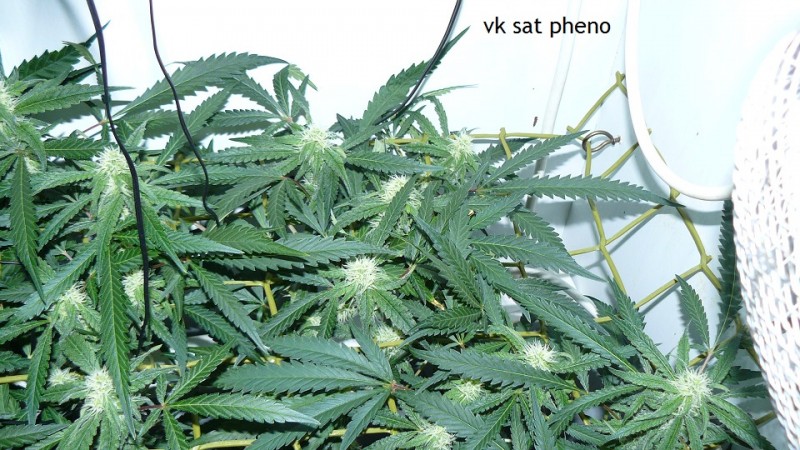 drobes 30 09 21 010
