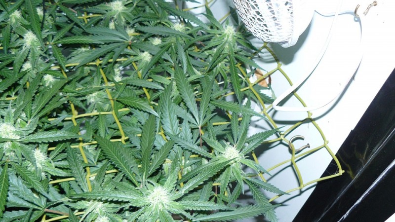 drobes 30 09 21 011
