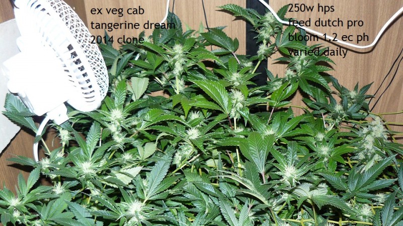 drobes 30 09 21 016
