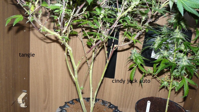 drobes 30 09 21 021