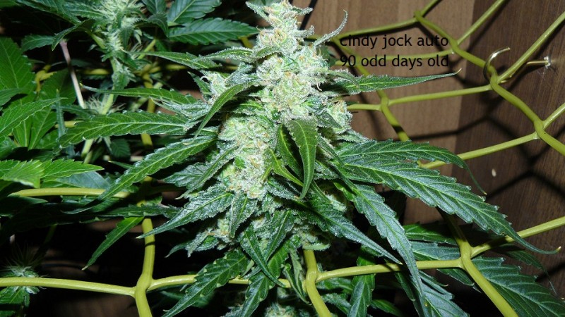 drobes 30 09 21 023