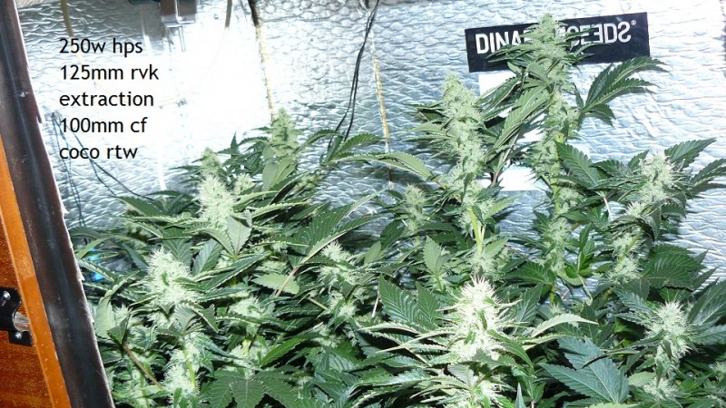 drobes 30 09 21 039