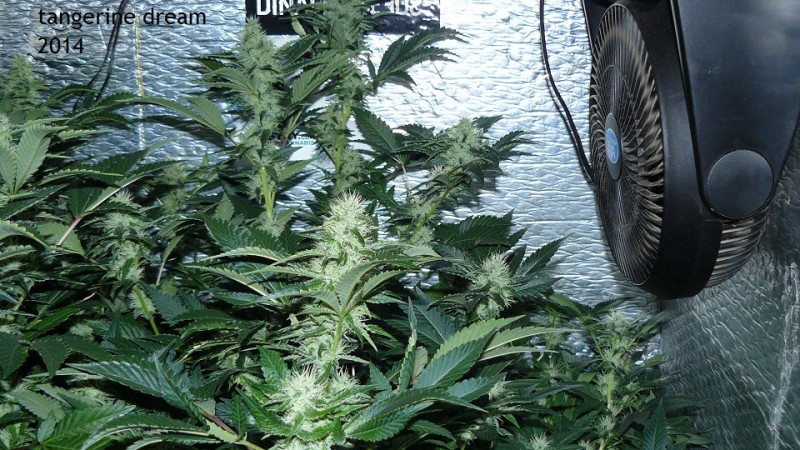 drobes 30 09 21 040