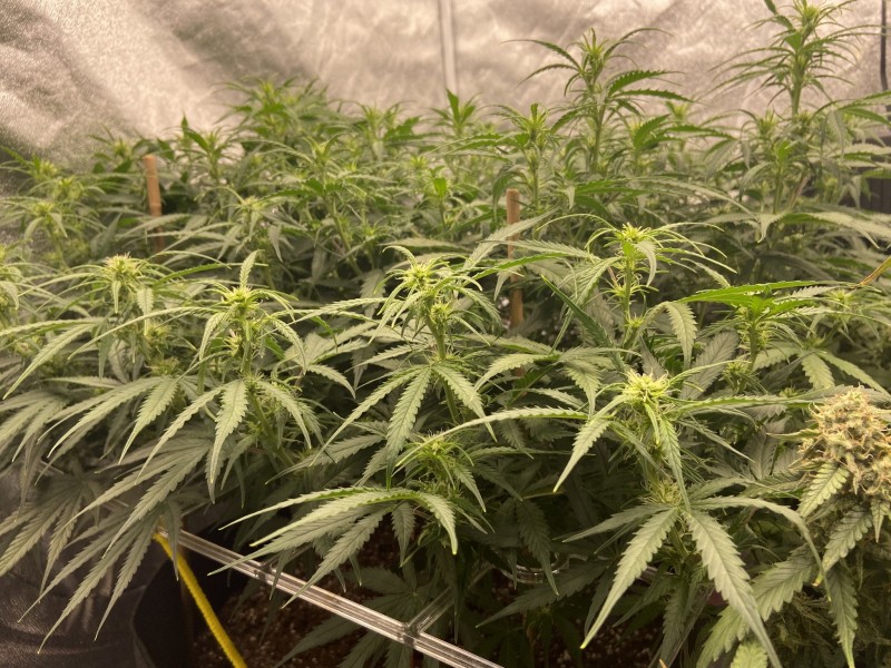 Fast Buds Minosa Cake week 9