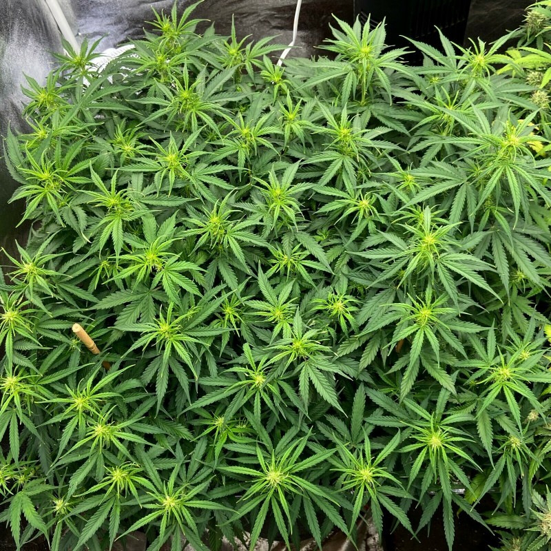 Fast Buds Mimosa Cake week 9